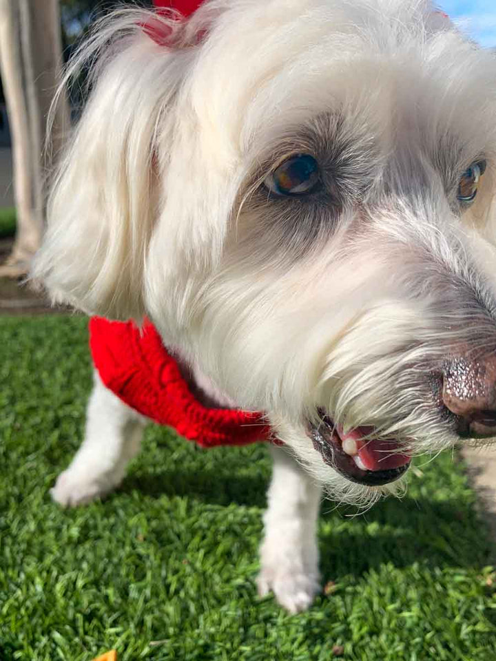 Bichon Frise, Maltese and Havanese mix, named Willow, smiling with pretty brown eyes wearing Ruby Cable Knit Button Me Up Dog Sweater from online posh puppy boutique they made me wear it.