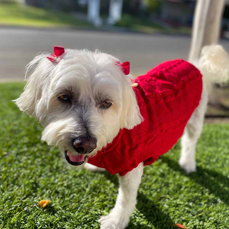 Bichon Frise, Maltese and Havanese mix, named Willow, with pretty brown eyes, wearing Ruby Cable Knit Button Me Up Dog Sweater from online posh puppy boutique they made me wear it.