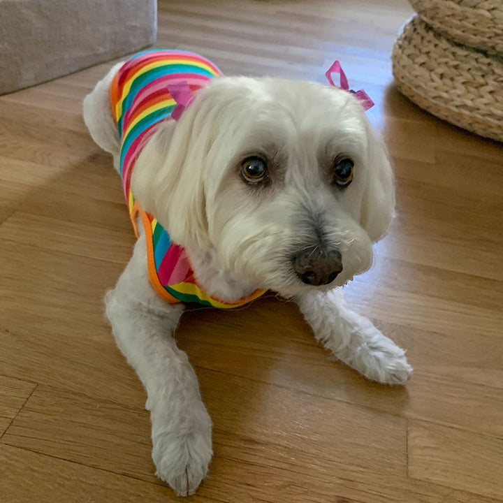 Willow a Bichon Frise, Maltese and Havanese Mix with Pink Hair Bows wearing the PRIDE Rainbow Dog T-shirt from online dog clothing store they made me wear it. The perfect t-shirt to dress up your pup and celebrate Pride Month.