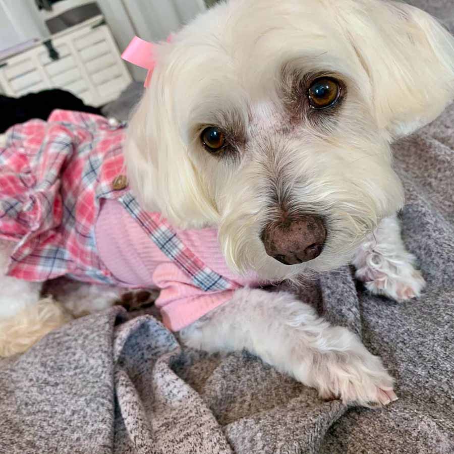 Willow, a Bichon Frise, Maltese and Havanese mix wearing the Pretty in Pink Dog Romper and Turtleneck from online posh puppy boutique they made me wear it.