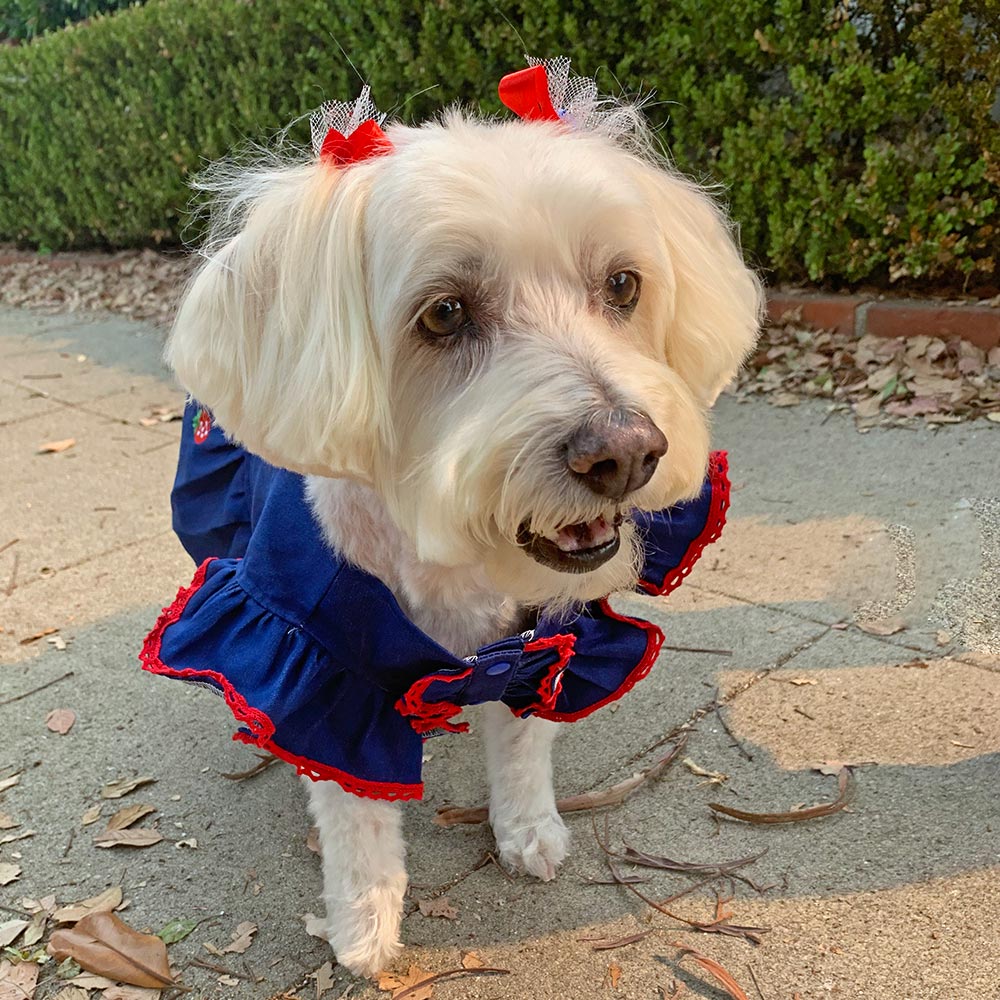Willow, a Bichon Frise, Maltese and Havanese mix wearing the adorable Strawberry Dog Dress from online dog clothing store they made me wear it.