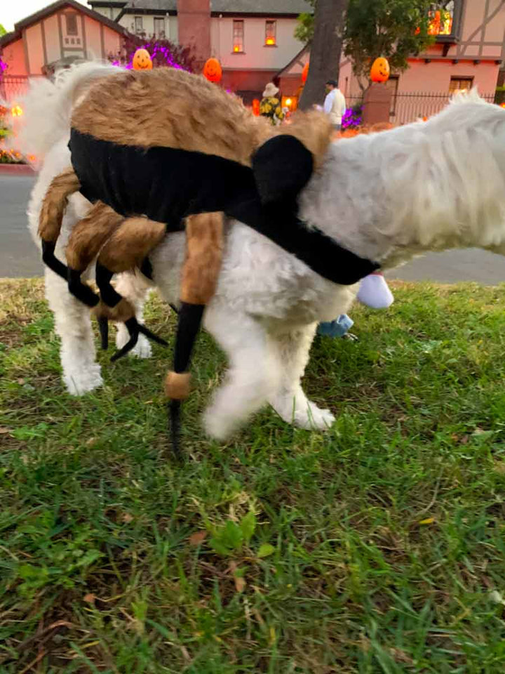 Bichon Frise, Maltese and Havanese mix, named Willow, wearing scary Tarantula Spider Halloween Dog Costume, side view, from online dog costume shop they made me wear it.