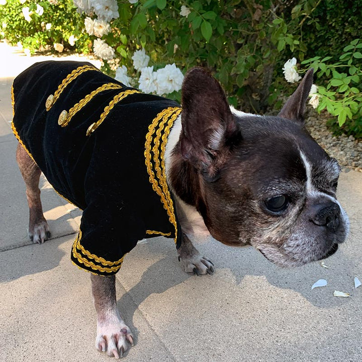 Dilla, French Bulldog and Boston Terrier mix, wearing the adorable Black & Gold Velvet Dog Tuxedo from online posh puppy boutique they made me wear it.