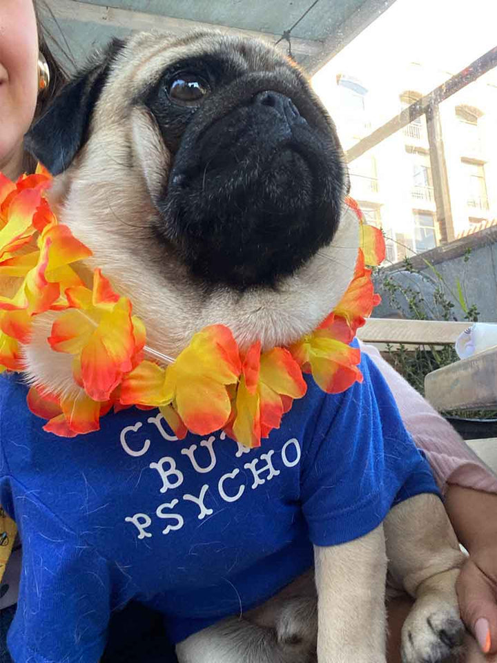 Black and White Pug wearing the Cute But Psycho Dog T-shirt in Cerulean from online dog clothing store they made me wear it.