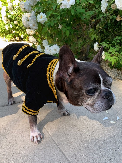 Black & Gold Velvet Dog Tuxedo