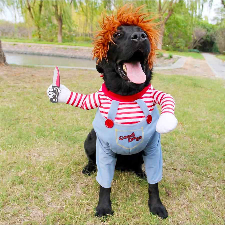 Black Labrador wearing the Chucky Doll Deadly Killer Dog Costume from online dog costume shop they made me wear it.