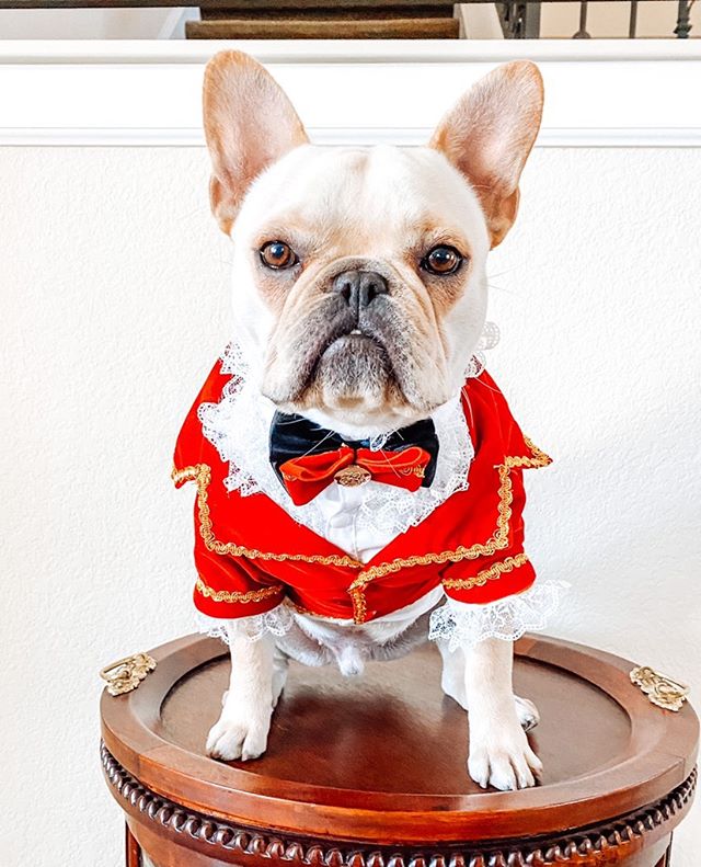 Royal Dog Tuxedo with Bow Tie
