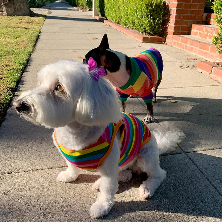 Willow a Bichon Frise, Maltese and Havanese Mix wearing the PRIDE Rainbow Dog T-shirt from online dog clothing store they made me wear it. Plus Dilla a French Bulldog & Boston Terrier Mix wearing a rainbow dog sweater. Celebrate Pride Month with your dog!