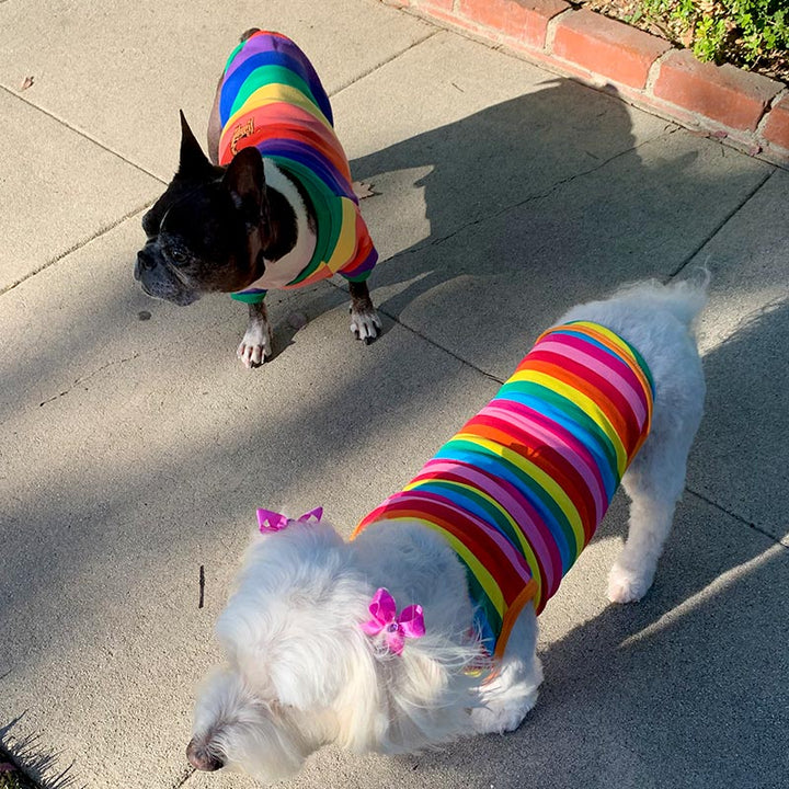 Willow a Bichon Frise, Maltese and Havanese Mix wearing the PRIDE Rainbow Dog T-shirt from online dog clothing store they made me wear it and Dilla a French Bulldog & Boston Terrier Mix wearing a rainbow dog sweater celebrate Pride Month!