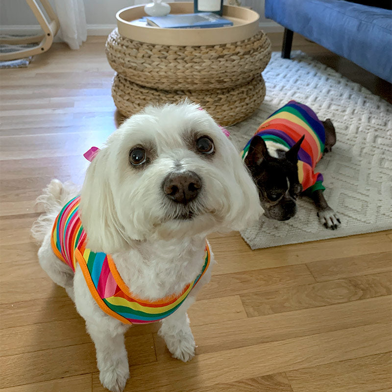 Willow a Bichon Frise, Maltese and Havanese Mix wearing the PRIDE Rainbow Dog T-shirt from online dog clothing store they made me wear it. Plus Dilla a French Bulldog & Boston Terrier Mix wearing a rainbow dog sweater. Celebrate Pride Month with your dog!
