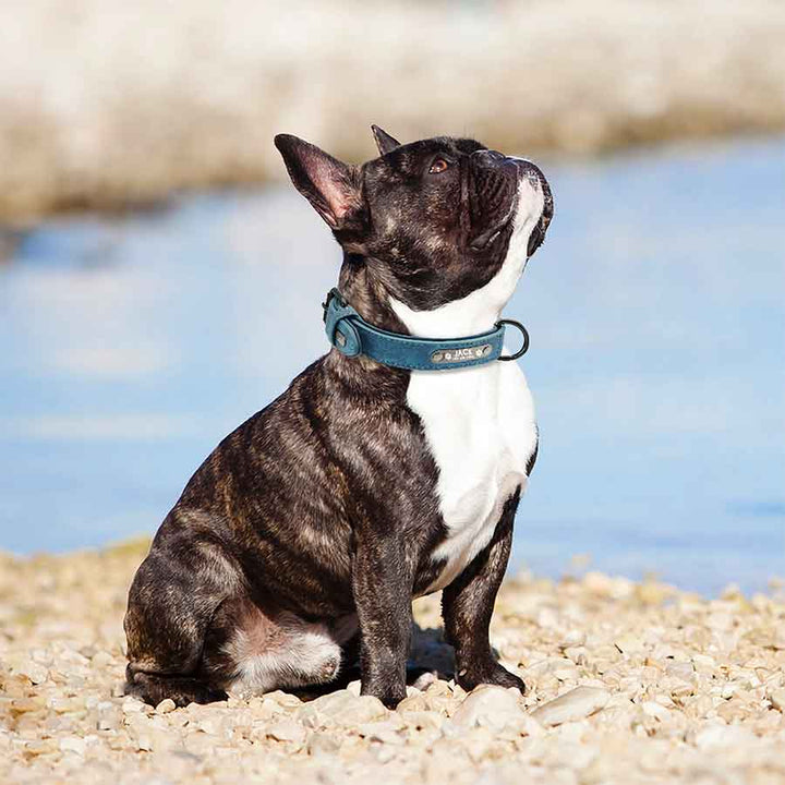 French Bulldog sitting down by the beach wearing the Personalized Leather Dog Collar in Steel Blue from online dog clothing store they made me wear it. Customize the collar with your dog's name and contact number.