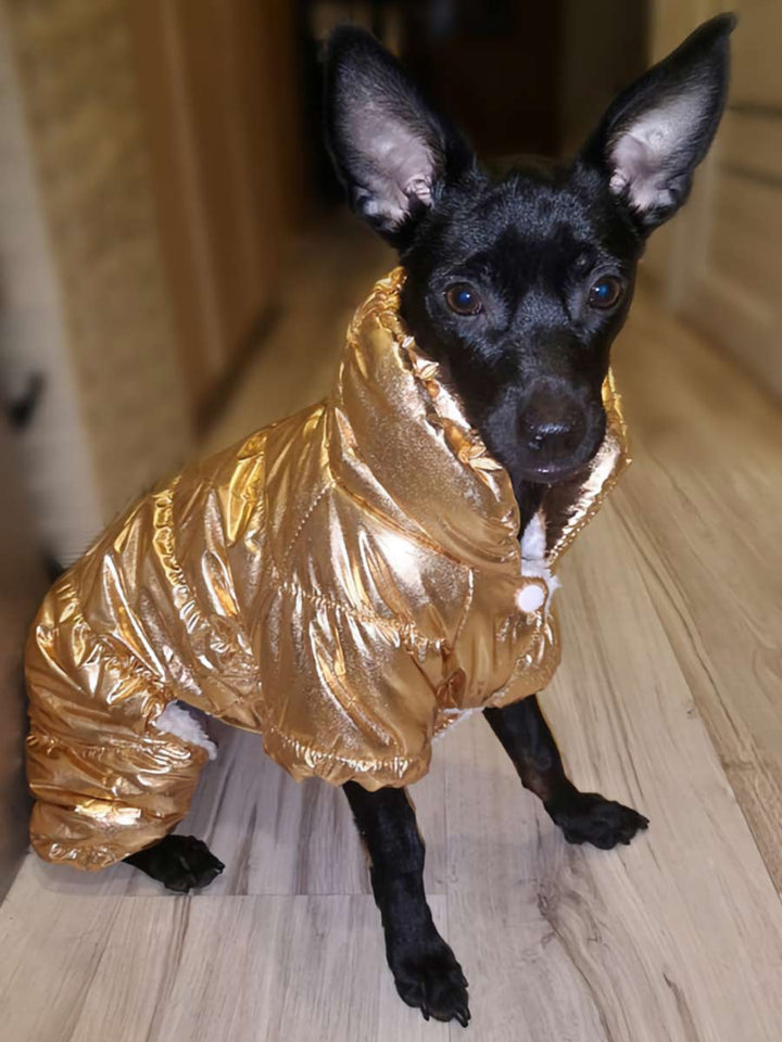 Chihuahua mix wearing Electric Gold Metallic Bubble Dog Jacket from online dog clothing store they made me wear it.