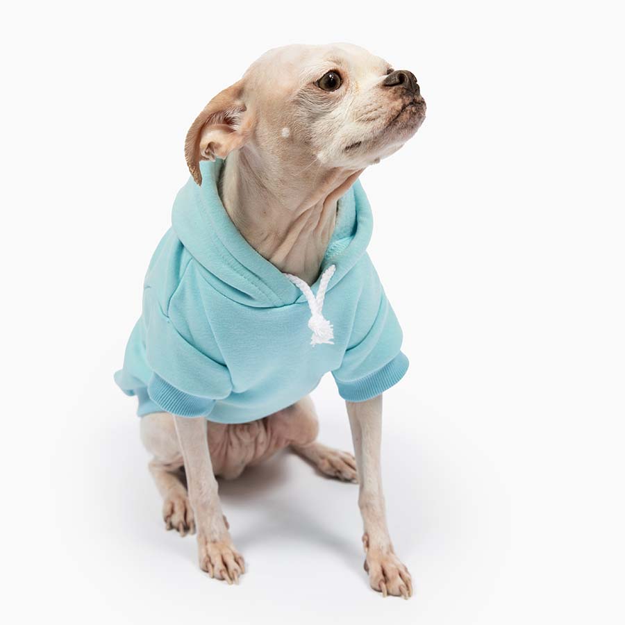 Chihuahua sitting down and wearing the adorable Who Rescued Who Baby Blue Dog Hoodie from online dog clothing store they made me wear it.