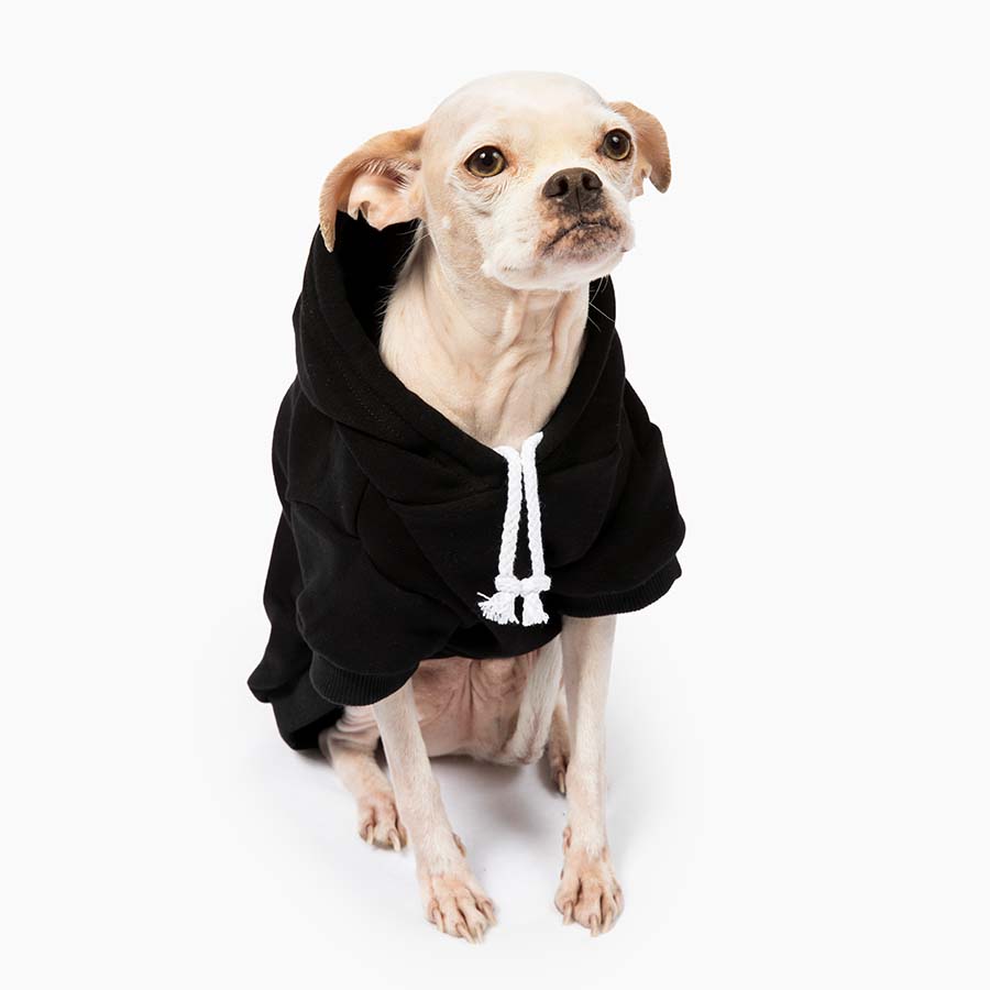 Chihuahua sitting down and wearing the adorable Who Rescued Who Black Dog Hoodie from online dog clothing store they made me wear it.