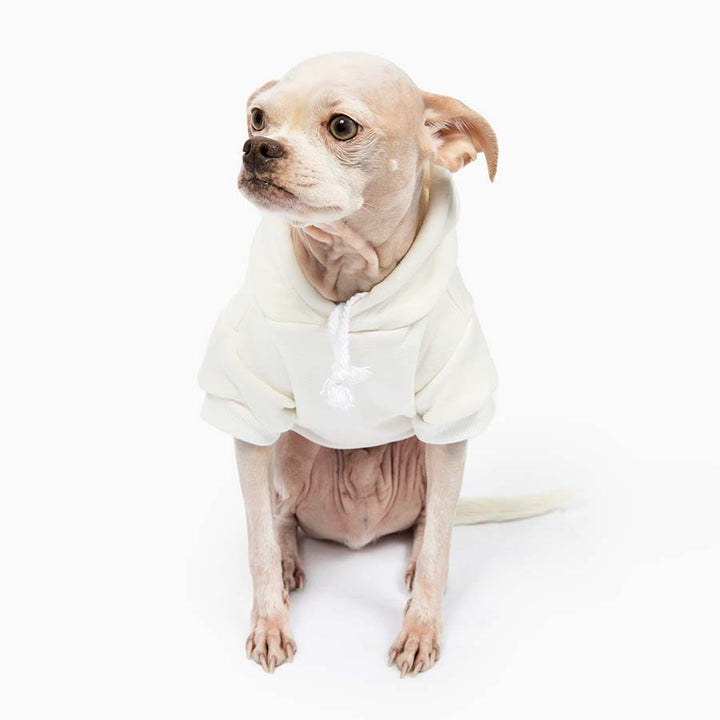 Chihuahua sitting down and wearing the adorable The Snuggle is Real Egg Shell Dog Hoodie from online dog clothing store they made me wear it.  The Perfect Valentine’s Day outfit for your dog.