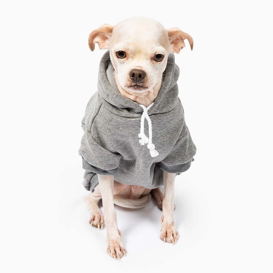 Chihuahua sitting down and wearing the adorable Who Rescued Who Heather Gray Dog Hoodie from online dog clothing store they made me wear it.