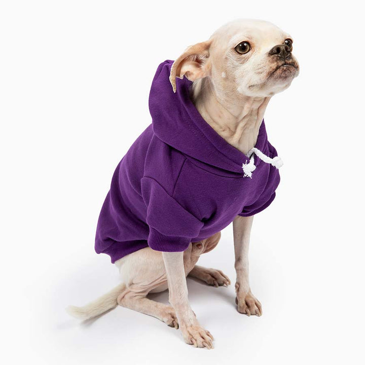 Chihuahua sitting down and wearing the adorable Who Rescued Who Indigo Dog Hoodie from online dog clothing store they made me wear it. 