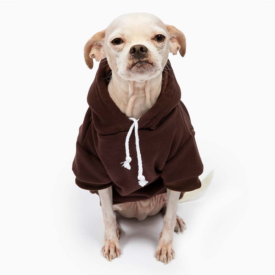 Chihuahua sitting down and wearing the adorable Who Rescued Who Mocha Dog Hoodie from online dog clothing store they made me wear it.