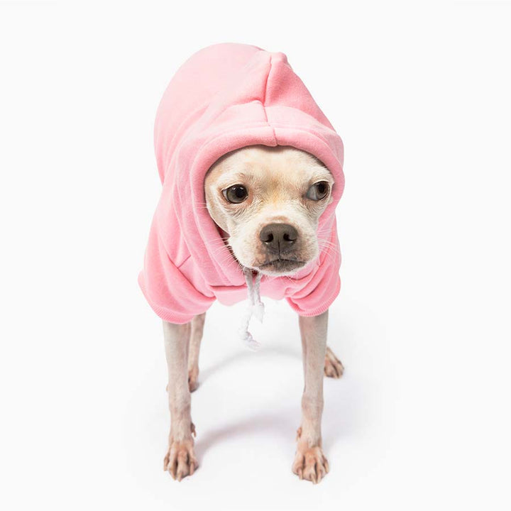 Chihuahua standing up and wearing the adorable Who Rescued Who Bubblegum Dog Hoodie from online dog clothing store they made me wear it. 
