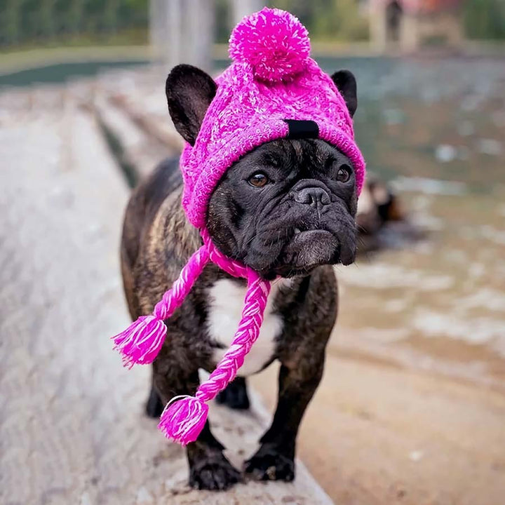 Chocolate French Bulldog walking on the beach, wearing the Magenta Warm Me Up Dog Beanie from online dog clothing store they made me wear it.