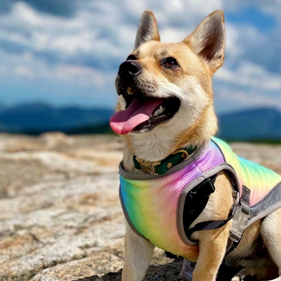 Corgi smiling with tongue out, wearing the Iridescent Gray Dog Cooling Vest from online dog clothing store they made me wear it.