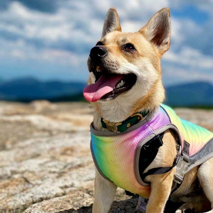 Corgi on the beach, sticking his tongue out, wearing the Iridescent Gray Dog Cooling Vest from online dog clothing store they made me wear it.