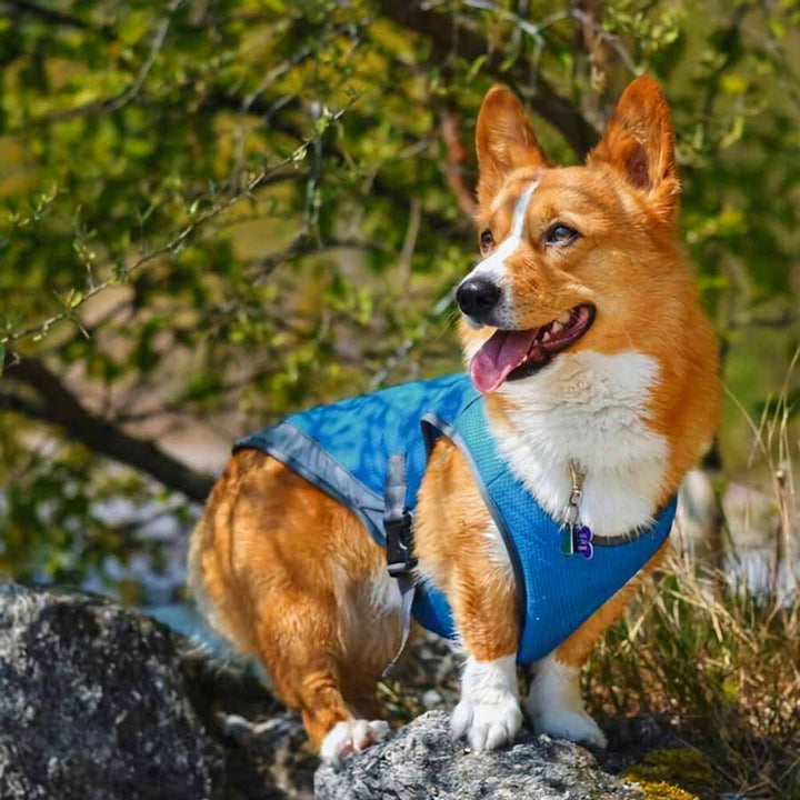 Corgi in the forest, sticking his tongue out, wearing the Ocean Blue Dog Cooling Vest from online dog clothing store they made me wear it.