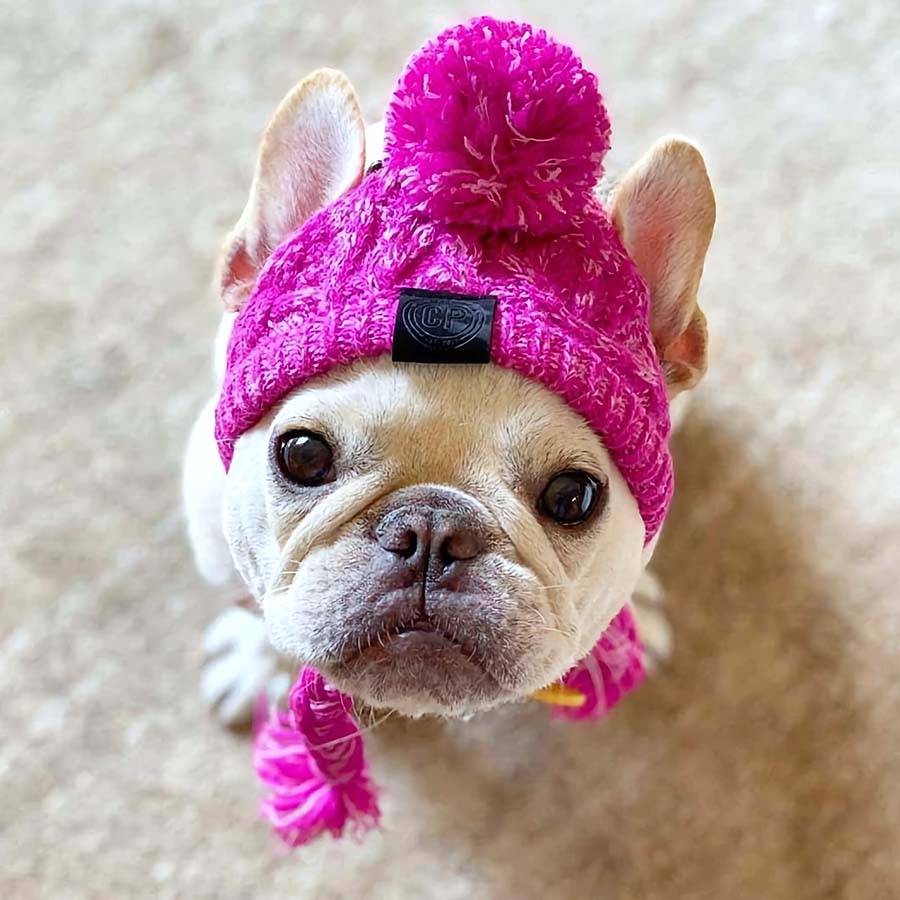 Cream French Bulldog looking up wearing Magenta Warm Me Up Dog Beanie from online dog clothing store they made me wear it.