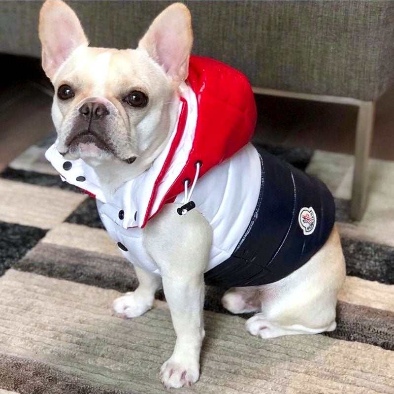 Cream French Bulldog wearing the the red, white and blue Puffer Dog Jacket with Detachable Hood from online dog clothing store they made me wear it.