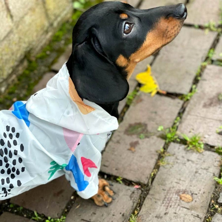 Adorable Dachshund standing outside on a brick street & looking up, wearing the Sun Protection Dog Jacket with Geometric Design to protect from sunburn and the harsh rays of the sun. Available from online dog store they made me wear it.