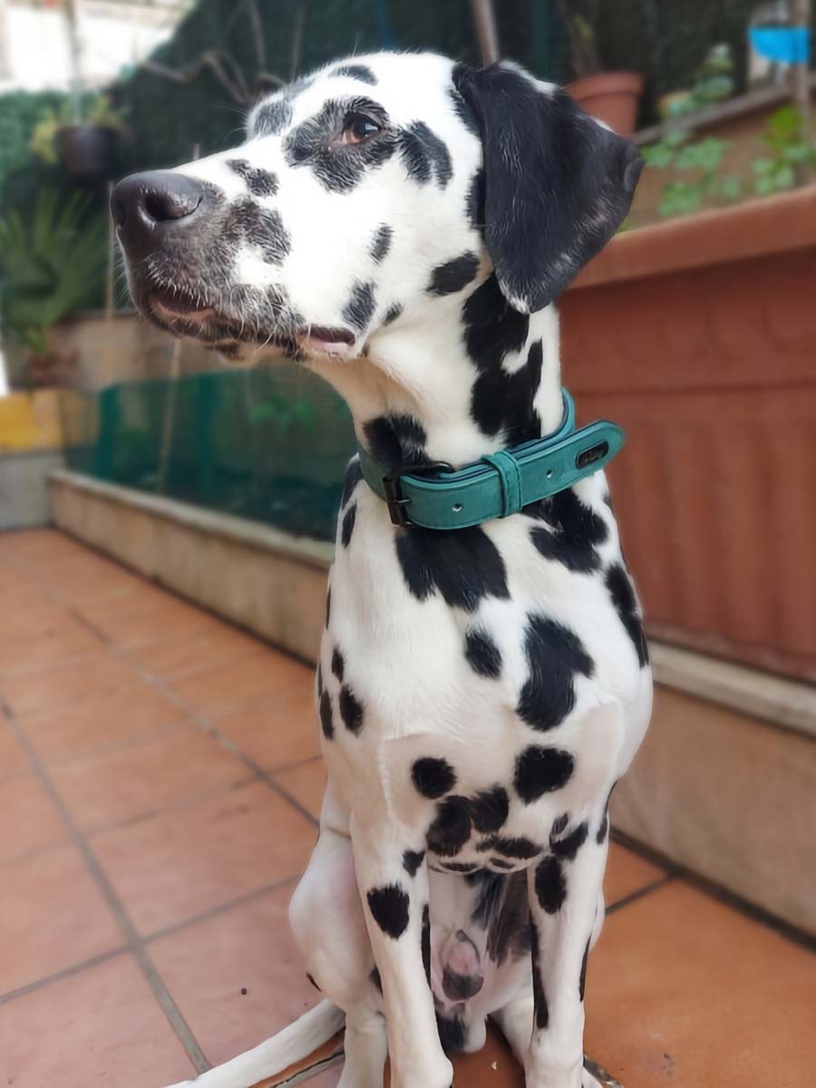 Dalmatian wearing the Personalized Leather Dog Collar in Seafoam Green from online dog clothing store they made me wear it. Customize the collar with your dog's name and contact number.