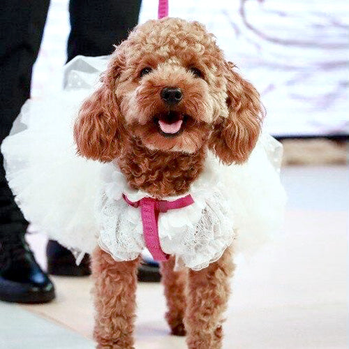 Floral Collar Dog Wedding Dress