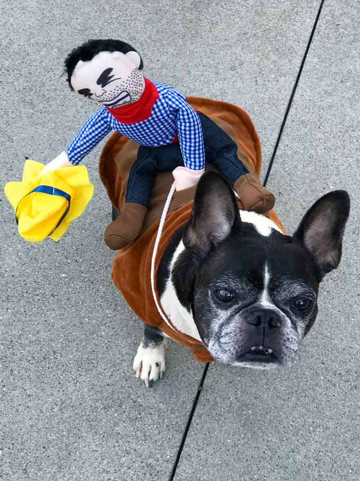 Dilla, a French Bulldog and Boston Terrier Mix, wearing Ride’ Em Cowboy Dog Costume from online dog costume shop they made me wear it.