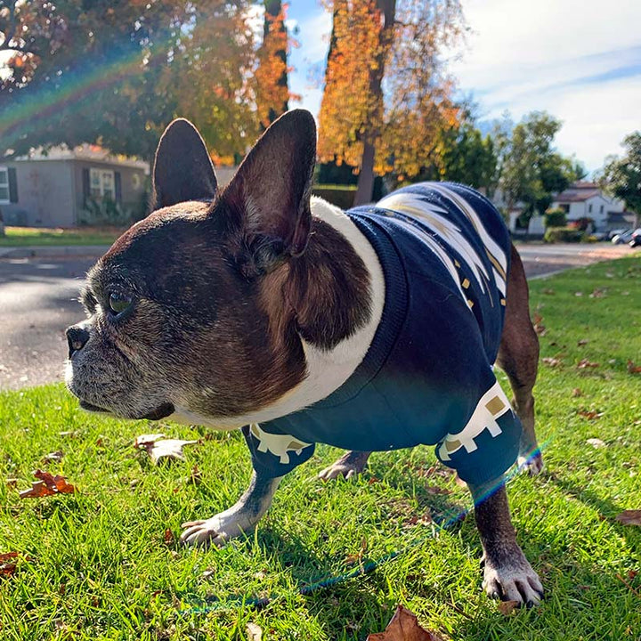 Dilla, a French Bulldog and Boston Terrier mix wearing the adorable Southwestern Dog Sweater in the color Big Sky from online dog clothing store they made me wear it