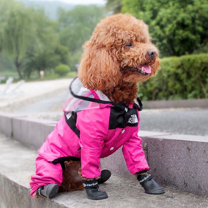 Toy Poodle sitting on steps, wearing the adorable bright pink Dog Face Raincoat from online dog clothing storey they made me wear it.