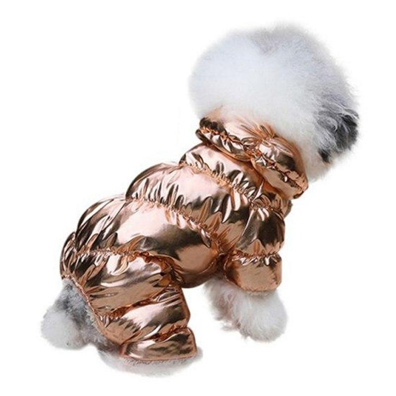 Poodle wearing Electric Gold Metallic Bubble Dog Jacket from online dog clothing store they made me wear it.