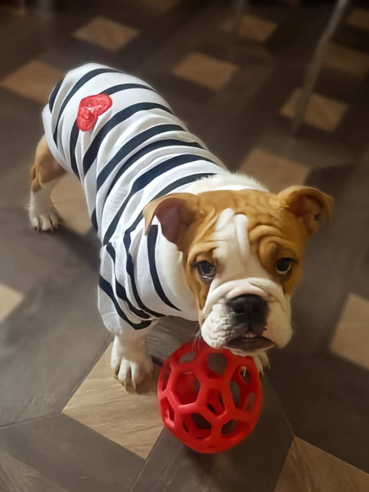 English Bulldog looking up ready to play with a red ball, wearing the Heartbeat Dog Sweater, Made from 100% cotton, from online dog clothing store they made me wear it. The perfect dog sweater for Yorkshire Terriers, French Bulldogs, English Bulldogs, Bichon & Maltese and other small dog breeds & puppies.