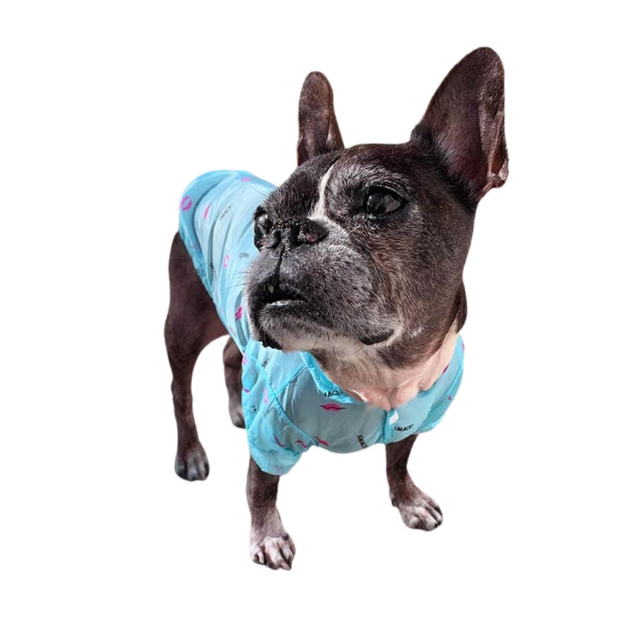 French Bulldog and Boston Terrier mix, named Dilla, standing outside in Los Angeles, California, front view, wearing the Capri Anti-UV Sun Protection Dog Hoodie from online dog clothing store they made me wear it.
