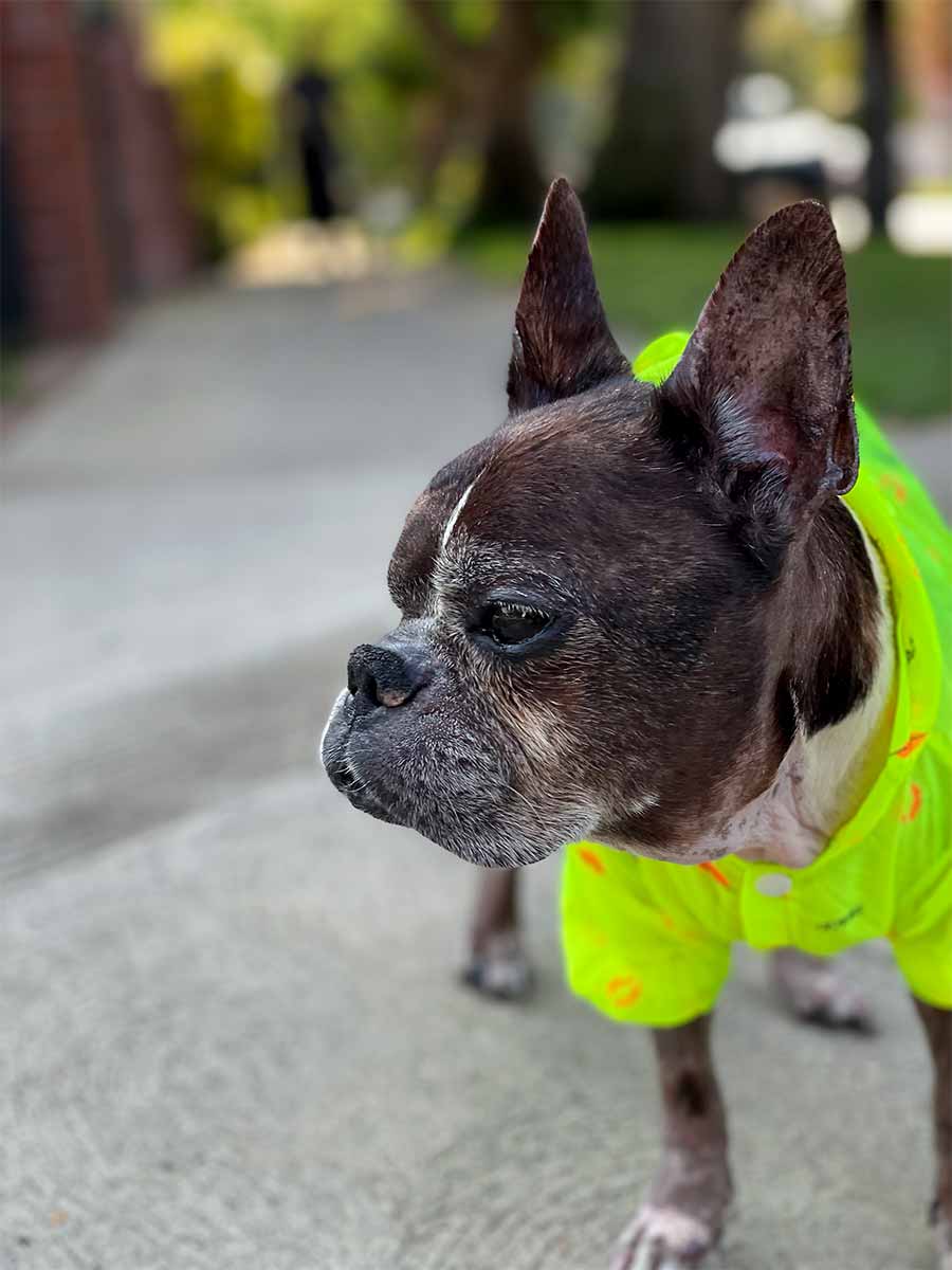 French Bulldog and Boston Terrier mix, named Dilla, out for afternoon walkies in Los Angeles, California, sporting the Lemon Anti-UV Sun Protection Dog Hoodie from online dog clothing store they made me wear it.