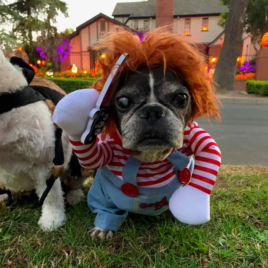 French Bulldog and Boston Terrier mix, named Dilla, stalking his next victim at outside the Lilley Hall Historic Home in Toluca Lake California wearing the Chucky Doll Deadly Killer Dog Costume from online dog costume shop they made me wear it
