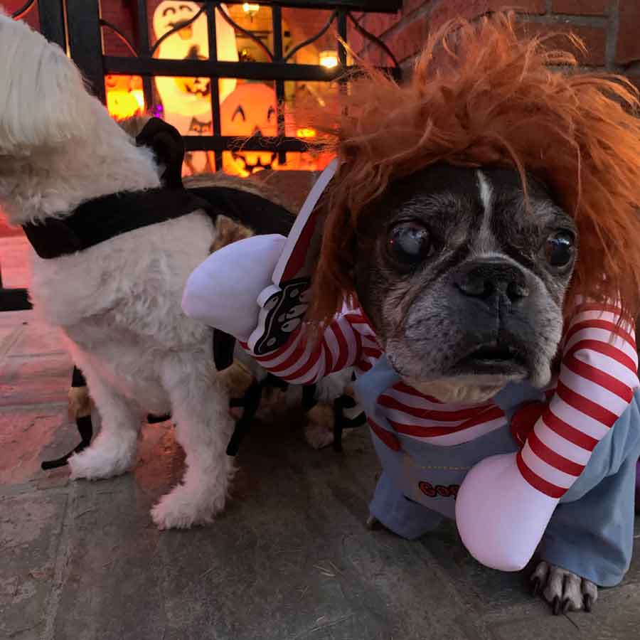 French Bulldog and Boston Terrier mix, named Dilla, stalking his next victim at outside the Lilley Hall Historic Home in Toluca Lake California wearing the Chucky Doll Deadly Killer Dog Costume from online dog costume shop they made me wear 