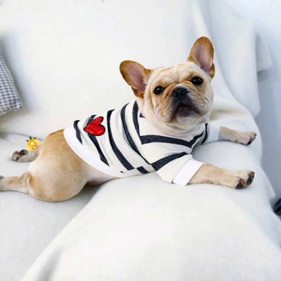 French Bulldog looking to the side and wearing the Heartbeat Dog Sweater, Made from 100% cotton, from online dog clothing store they made me wear it.