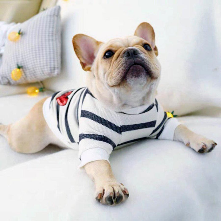 French Bulldog looking up and wearing the Heartbeat Dog Sweater, Made from 100% cotton, from online dog clothing store they made me wear it.