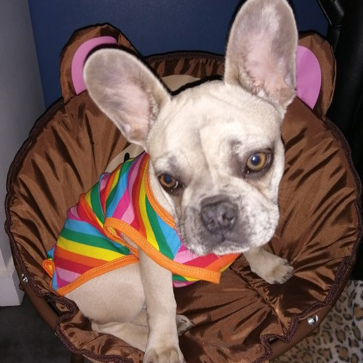 Adorable French Bulldog Puppy with large ears wearing the PRIDE Rainbow Dog T-shirt from online dog clothing store they made me wear it. The perfect t-shirt to dress up your pup and celebrate Pride Month.