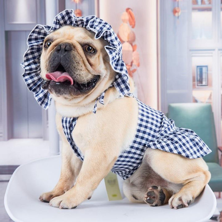 French Bulldog sitting down and wearing the Blueberry Sweet Gingham Dog Dress with matching bonnet from online posh puppy boutique they made me wear it.