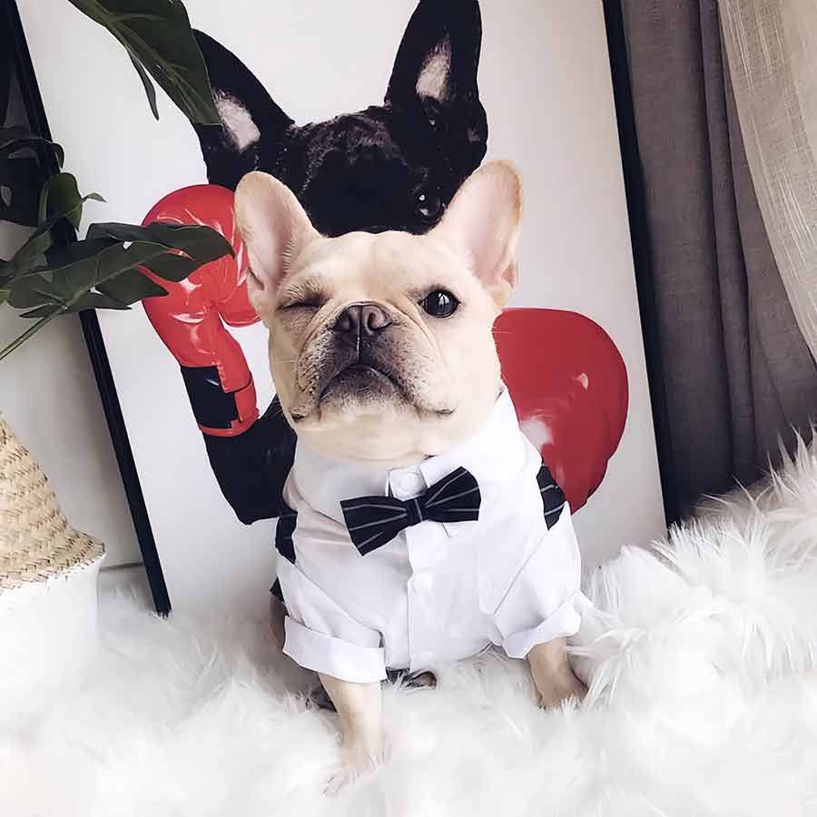 French Bulldog wearing Crisp White Shirt and Matching Bow Tie Font Side from online posh puppy boutique they made me wear it.