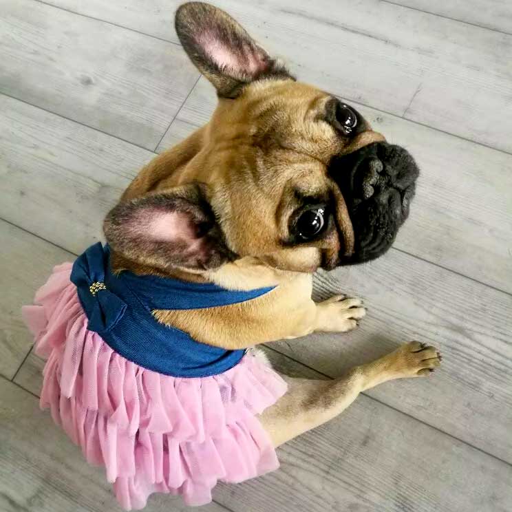 Frenchie wearing beautiful Princess Tulle Lace Dog Dress available in Pink Jean Tutu from online dog clothing store they made me wear it.