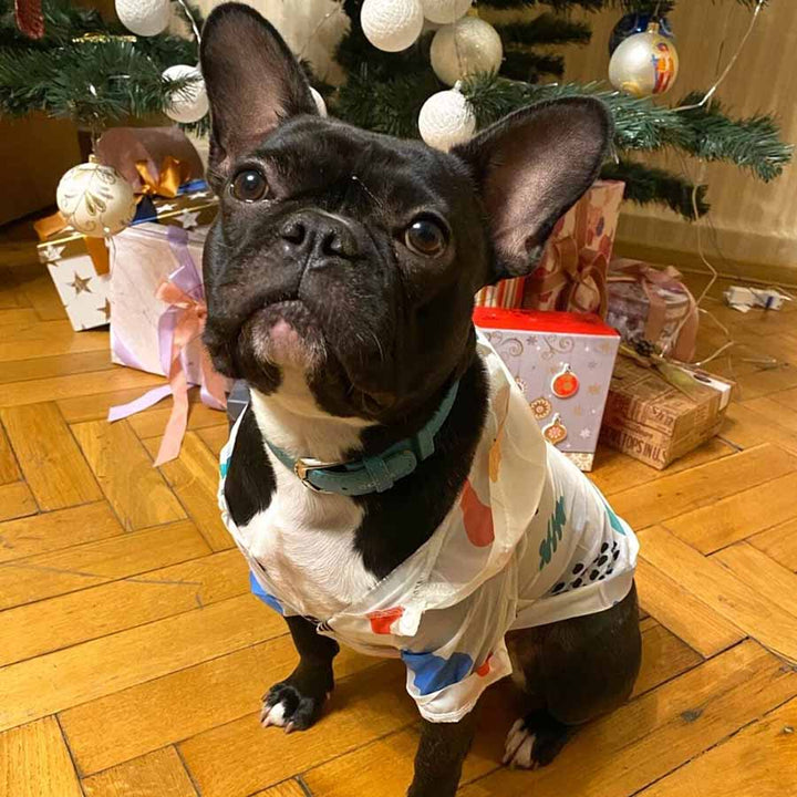 Beautiful French Bulldog (Frenchie) sitting down, wearing the Sun Protection Dog Jacket with Geometric Design. Available from online dog store they made me wear it.