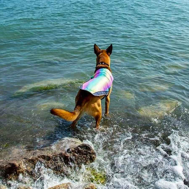 German Shepherd standing in the river creek, wearing the Iridescent Gray Dog Cooling Vest from online dog clothing store they made me wear it.