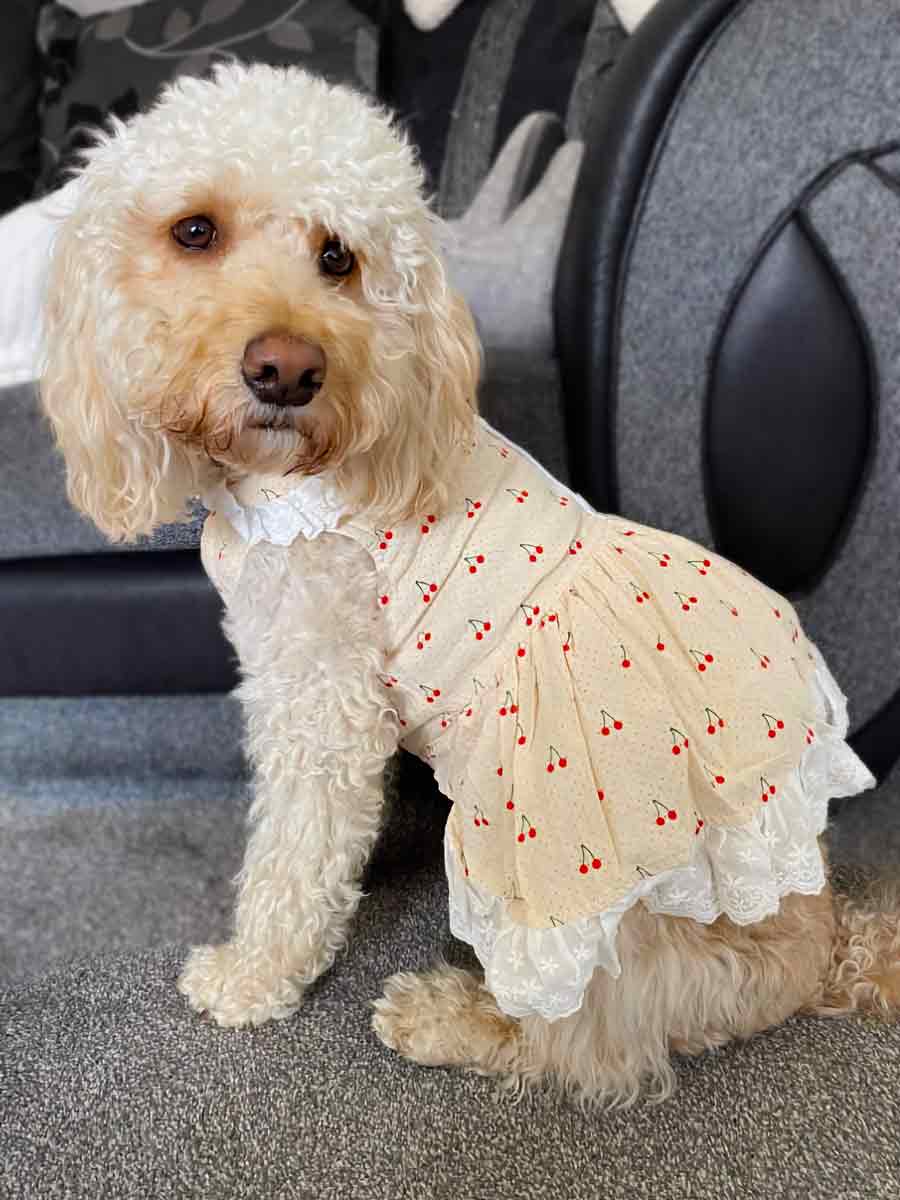 https://theymademewear.it/cdn/shop/products/golden-doodle-wearing-cream-cherry-print-dog-dress-they-made-me-wear-it_1800x1800.jpg?v=1629642713